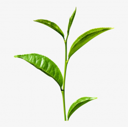 Green Tea Transparent - Stem Meaning In Hindi - Free ...