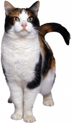 Cat Looking White Brown transparent PNG - StickPNG