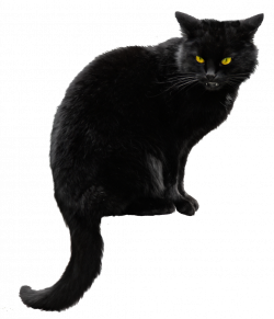 Cat Png & Free Cat.png Transparent Images #24 - PNGio