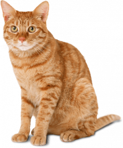 Cat Ginger transparent PNG - StickPNG