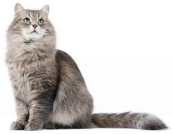 HQ Cat PNG Transparent Cat.PNG Images. | PlusPNG