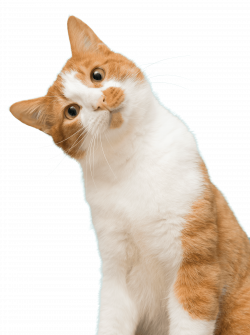 Cat Adoption Team | Sherwood Cat Rescue | Cat Adoption Center