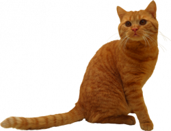 357 Transparent Cat PNG Images PurePNG | Free transparent ...