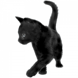 Cats transparent PNG images - StickPNG