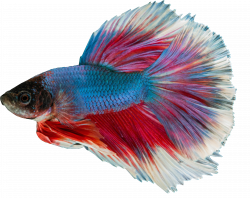Siamese fighting fish blue transparent background | Petanos