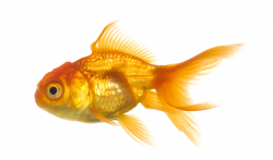Golden Baby Fish PNG Transparent Image #25 - Free ...