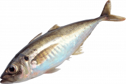 Picture Of Fish PNG Transparent Picture Of Fish.PNG Images ...