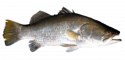 Fish PNG Transparent Fish.PNG Images. | PlusPNG