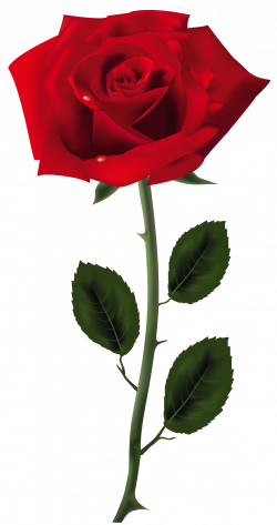 Rose PNG Transparent Images | PNG All