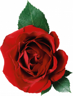 One Rose and Leaves transparent PNG - StickPNG