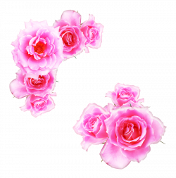 Download 29 Pink Rose Flower PNG Transparent Images Free ...
