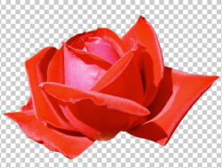 06 high-res rose+transparent by ForestGirlStock on DeviantArt