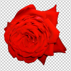 01 high-res rose+transparent by ForestGirlStock on DeviantArt