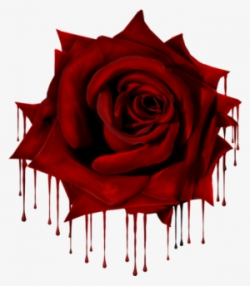 Rose PNG, Transparent Rose PNG Image Free Download - PNGkey