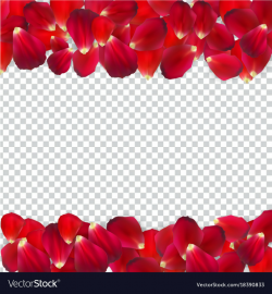 Naturalistic rose petals on transparent background