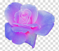 AESTHETIC GRUNGE, pink rose transparent background PNG ...