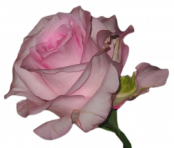 editing, flower, and transparent image in 2019 | Pink ...