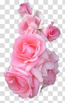 AESTHETIC GRUNGE, pink rose flowers art transparent ...