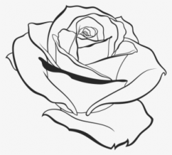 Rose Outline PNG, Transparent Rose Outline PNG Image Free ...