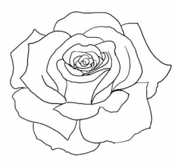 Free Rose Outline Transparent, Download Free Clip Art, Free ...