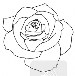 Simple Rose Png Outline & Free Simple Rose Outline.png ...