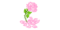 Pink Rose Petals Sticker for iOS & Android | GIPHY
