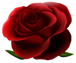 Red Rose Transparent PNG Image | Gallery Yopriceville ...