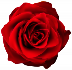 Red Rose Transparent PNG Clip Art Image | Gallery ...