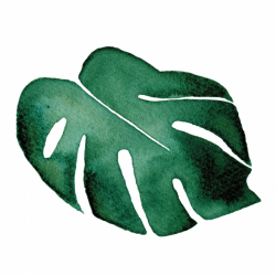Monstera - Transparent sticker 15x15 cm