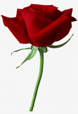 Rose Transparent Png Sticker - Rose Png PNG Image ...
