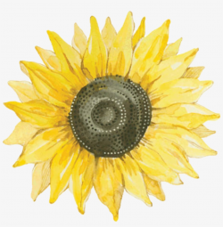Sunflower Flower Nature Summer Png Stickers Yellow - Free ...