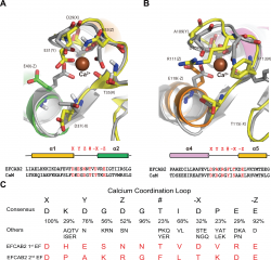 EFCAB2 is a novel calcium-binding protein in mouse testis ...
