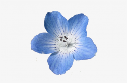 Blue Flowers Png Tumblr - Blue Aesthetic Flower Png PNG ...