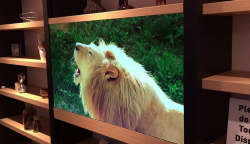 Panasonic just showed off an invisible TV with a fully ...