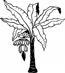 Free Banana Tree Drawing, Download Free Clip Art, Free Clip Art on ...