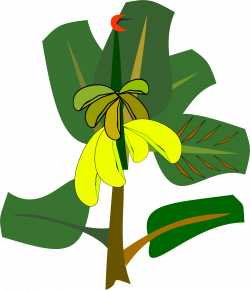 Clipart - bananas on the tree