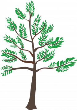 Clipart - Young Cedar Tree