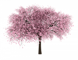 Sakura tree banner freeuse - RR collections