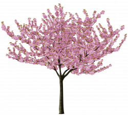 Cherry Blossom Tree PNG HD Transparent Cherry Blossom Tree HD.PNG ...