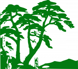 Picture stock evergreen tree silhouette - RR collections