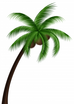 Coconut Palm Tree PNG Clip Art - Best WEB Clipart