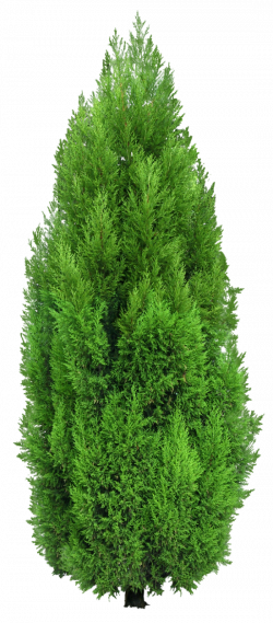 Pin by sarah elaine smith on render resources | Cypress trees, Tree ...