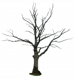 Dead tree clipart library library black and white - RR collections