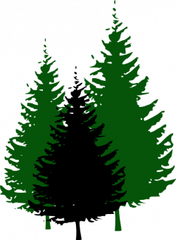 Free Evergreen Tree Images, Download Free Clip Art, Free Clip Art on ...