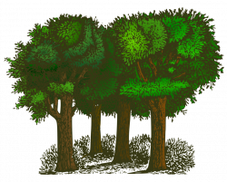 Tree Shrub Forest Plants Computer Icons free commercial clipart ...