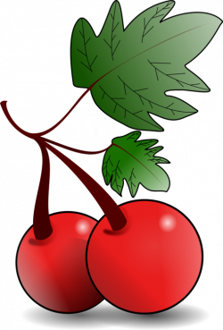 Fruit tree Cherry Download Drawing free commercial clipart - Fruit ...