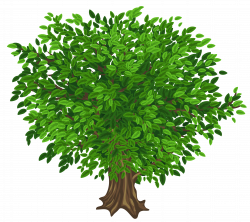 Large Green Tree Transparent PNG Clipart Picture | Gallery ...