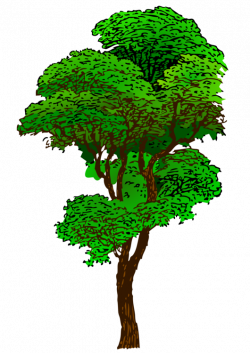Tropical rainforest Tree Plants Jungle free commercial clipart ...
