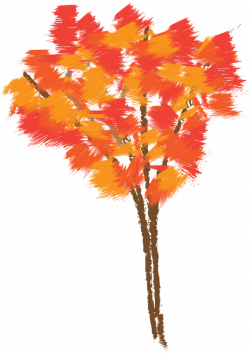 Autumn leaf color Tree Drawing Red maple free commercial clipart ...