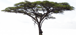 Savanna tree clip art freeuse download - RR collections